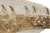 Fossil Mosasaur (Tethysaurus) Jaw Section - Asfla, Morocco #225237-2